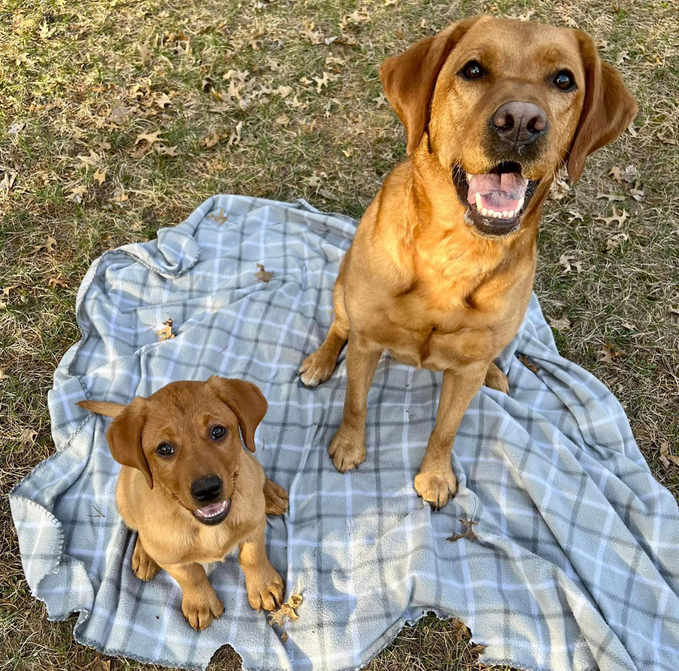 Doggy Daycare at K9 Country Lodge