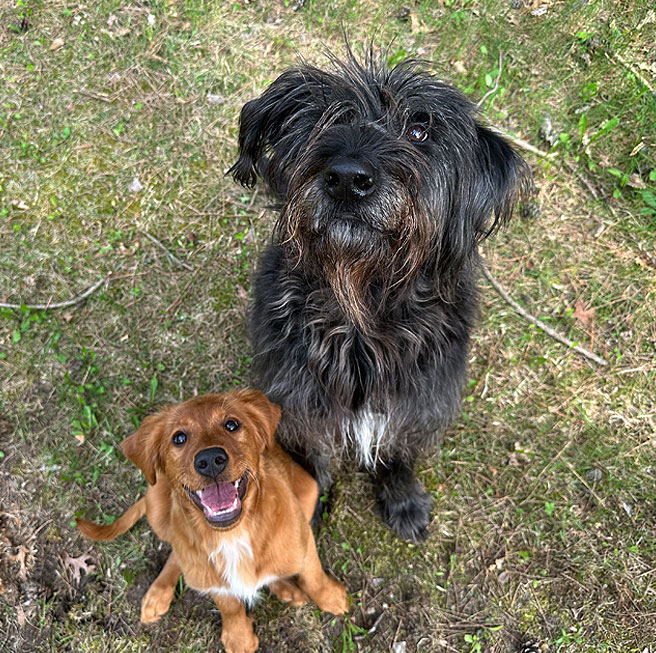 Happy Dogs at K9 Country Lodge