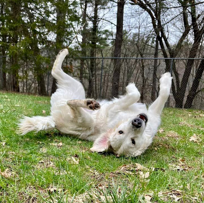 Happy Dogs at K9 Country Lodge