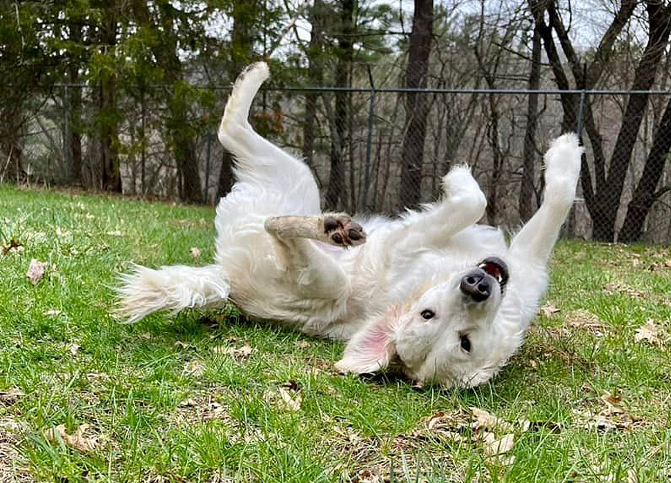 Playtime at K-9 Country Lodge