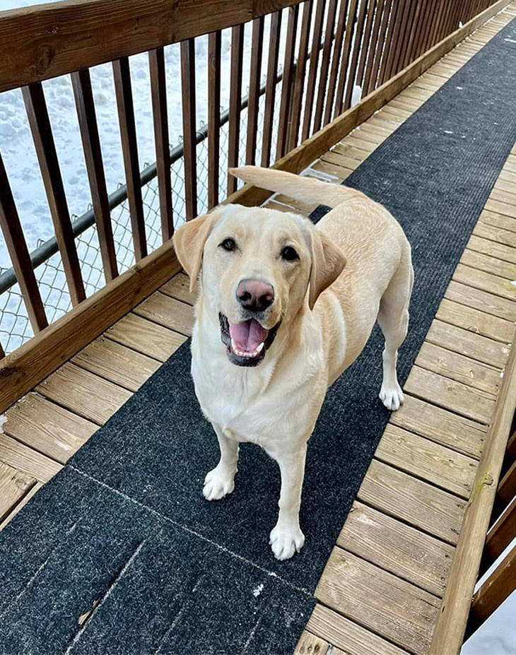 A happy dog guest at the K-9 Country Lodge